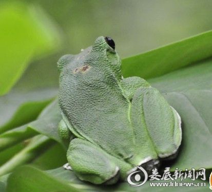 树蛙