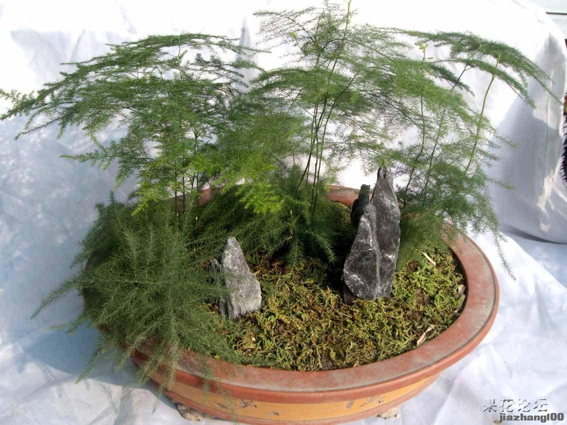 室内植物