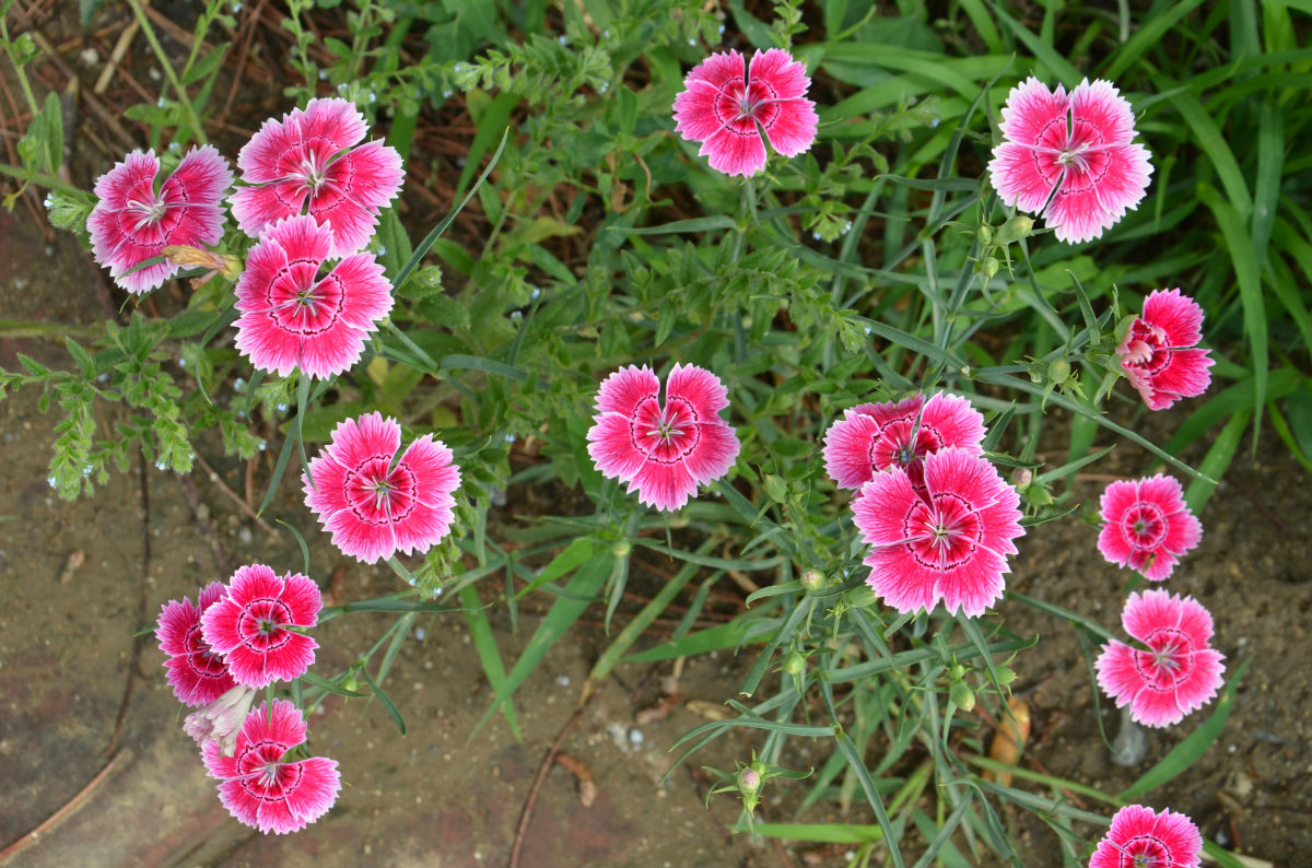 室内植物