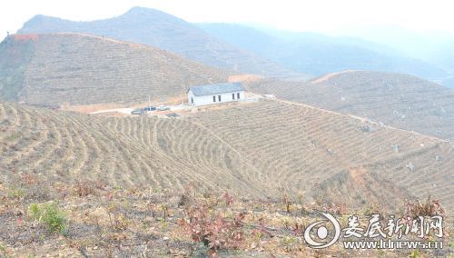 1200亩白茶基地