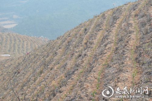 白茶基地白茶成活率99.9%