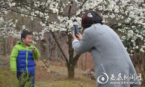3月3日下午,厚皮岭迎来了首批观花客,平常寂静的小公路给堵上了。
