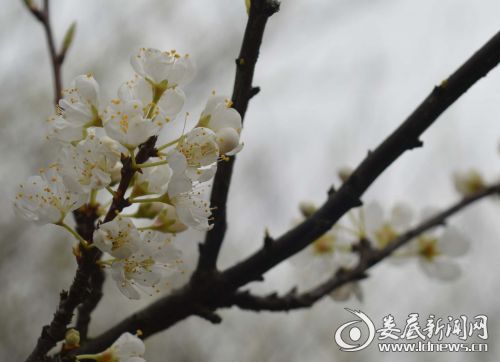 先期开花的是一种叫苹果李的李子花和野李子花,再过十天,才是李花绽放旺季。