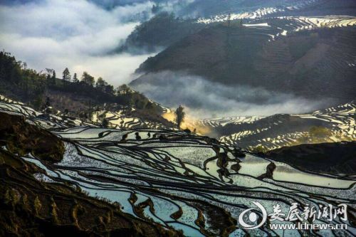 (美丽紫鹊界)